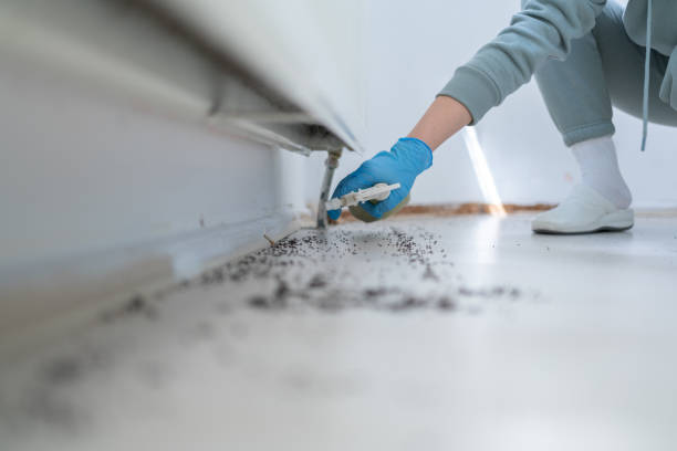 Best Termite Control Services  in Spanay, WA