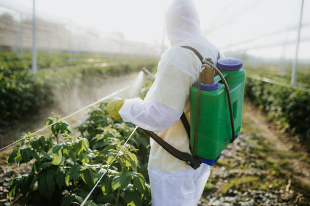 Wasp Removal Services in Spanaway, WA